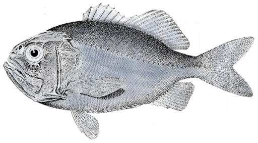 Kalakerho siimanravistajat